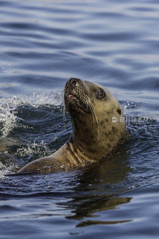 虎头海狮(Eumetopias jubatus)，也被称为虎头海狮和北部海狮，是一种濒临灭绝的海狮物种，生活在北太平洋。在阿拉斯加兄弟群岛附近的弗雷德里克海峡游泳。